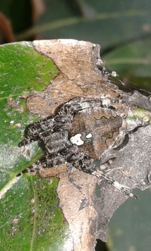 Araneus cfr. angulatus - prov. PD